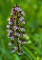 Purperorchis 2013 - 01